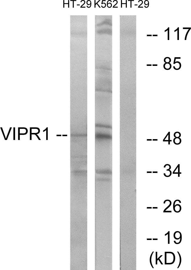 VIPR1 Antibody