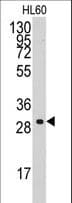 CCNC / Cyclin C Antibody (aa221-249)