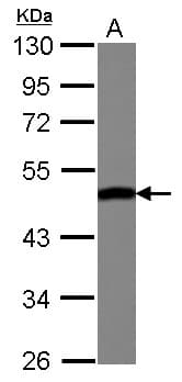 ENO3 / Enolase 3 Antibody