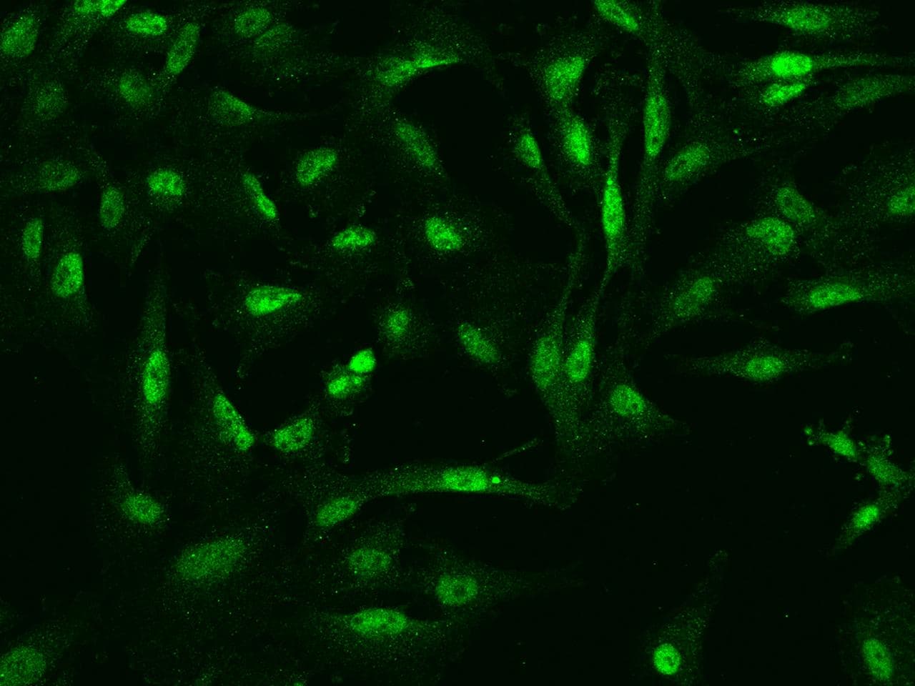 MLF2 Antibody