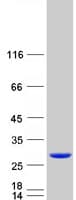 Human MYL6B Protein (Recombinant Myc-DDK (Flag))