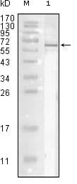 Influenza A Virus Nucleoprotein Antibody (clone 9C11)