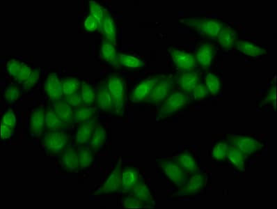 HIST1H4I Antibody