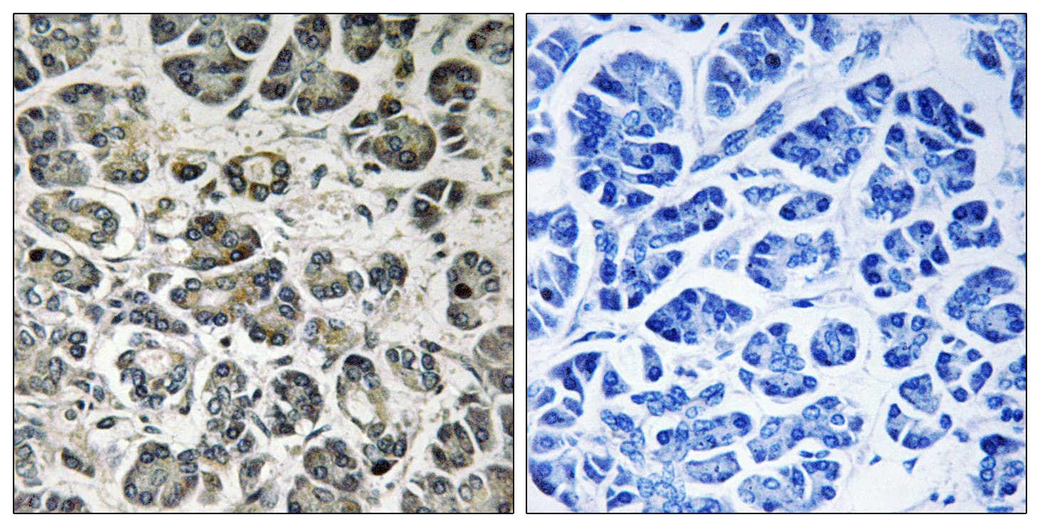 NDUFA8 Antibody (aa109-158)