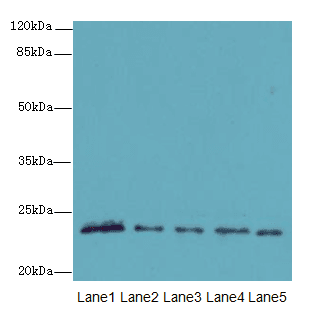 MMD2 Antibody