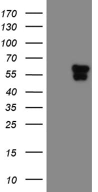 TEKT2 Antibody (aa1-244, clone OTI1E11)