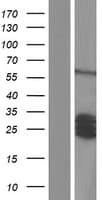 SCG5 / 7B2 Protein (Over-Expression Lysate Myc-DDK (Flag))