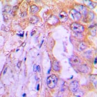 Gephyrin Antibody