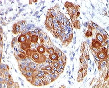 CD86 Antibody (clone BU63, Ready-to-Use)