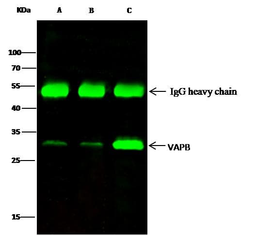 VAPB Antibody (Preservative Free)