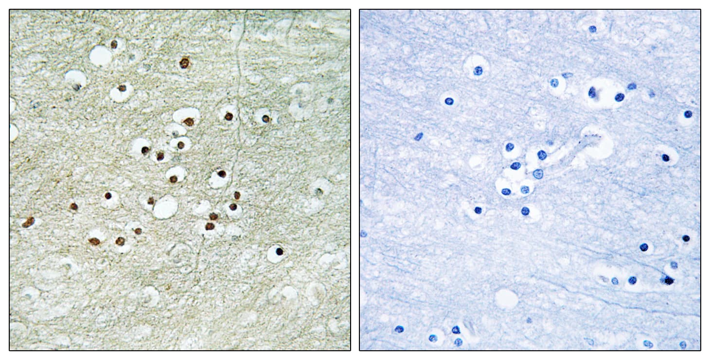 NXF / NPAS4 Antibody (aa603-652)