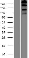 FHOD3 / FHOS2 Protein (Over-Expression Lysate Myc-DDK (Flag))