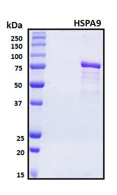 Human HSPA9 / Mortalin / GRP75 Protein (Recombinant 6His, N-terminus)