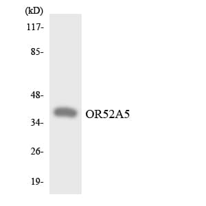 OR52A5 Antibody (aa150-199)