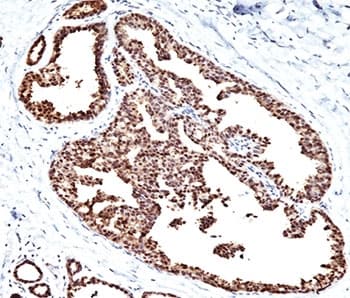 HSPD1 / HSP60 Antibody (clone LK1, Azide-free, BSA-free)