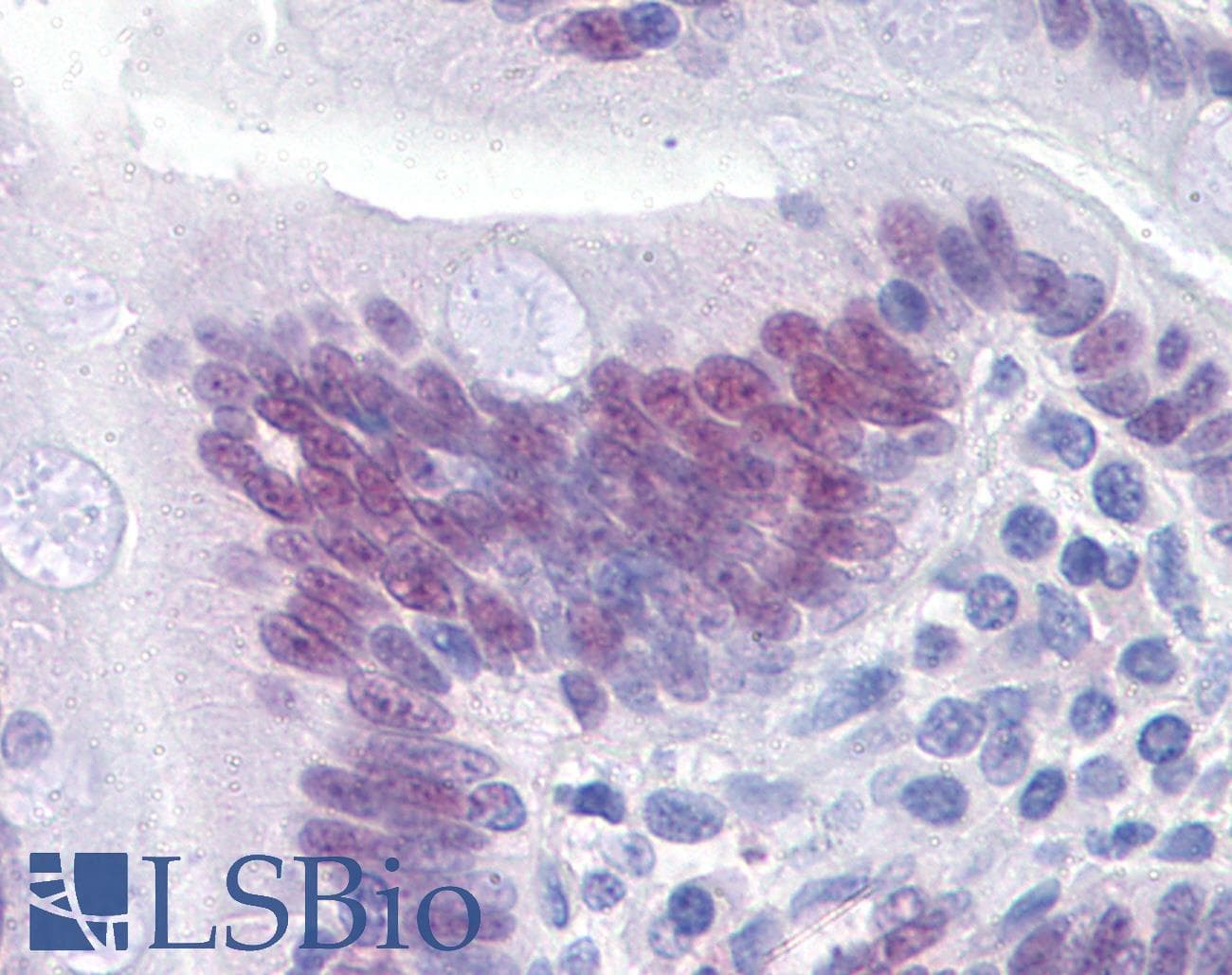 PathPlus™ CDX2 Antibody (clone 1C7)