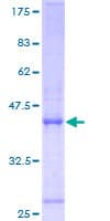 Human HYOU1 / ORP150 Protein (Recombinant GST)