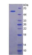 Mouse F10 / Factor X Protein (Recombinant His-T7)