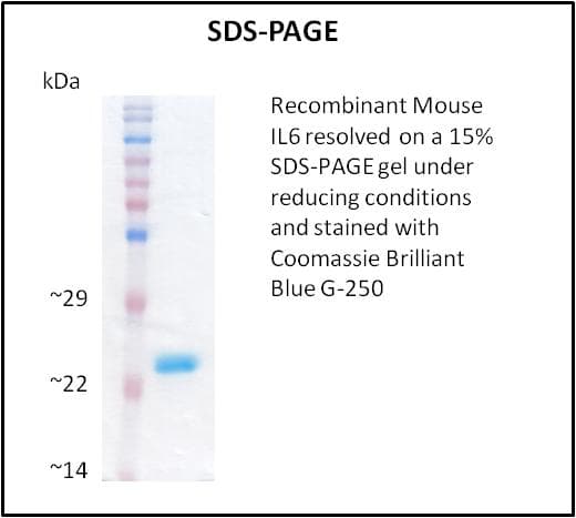 Mouse IL6 / Interleukin 6 Protein (Recombinant)