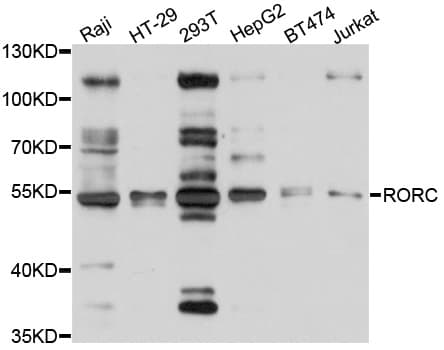 RORC / ROR Gamma Antibody