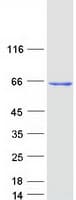 Human ME2 / Malate Dehydrogenase 2 Protein (Recombinant Myc-DDK (Flag))