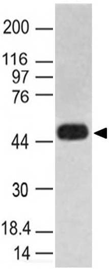 CASP1 / Caspase 1 Antibody (aa203-400, clone ABM1B93)