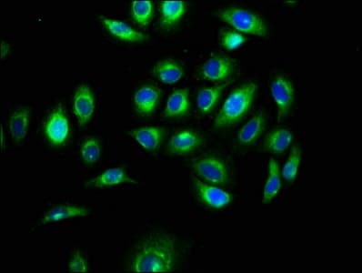 MEGF9 / EGFL5 Antibody