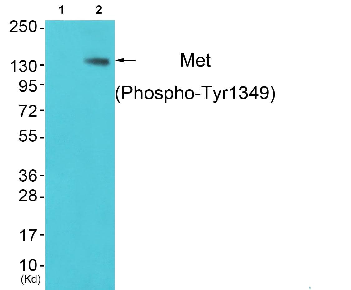 Polyclonal Rabbit anti-Human c-Met Antibody (phospho-Tyr1349, WB)