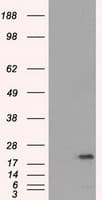 SSX2 Antibody (clone OTI4D10, Carrier-free)
