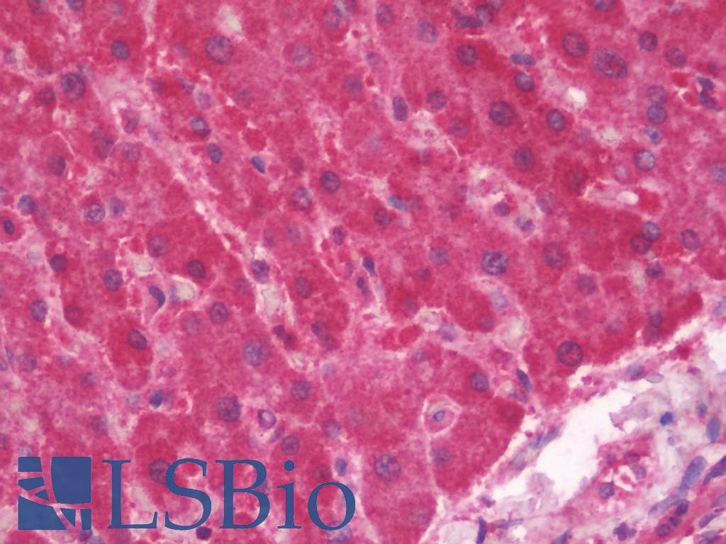 IHC-plus™ PPID / Cyclophilin D Antibody (clone 4C7)