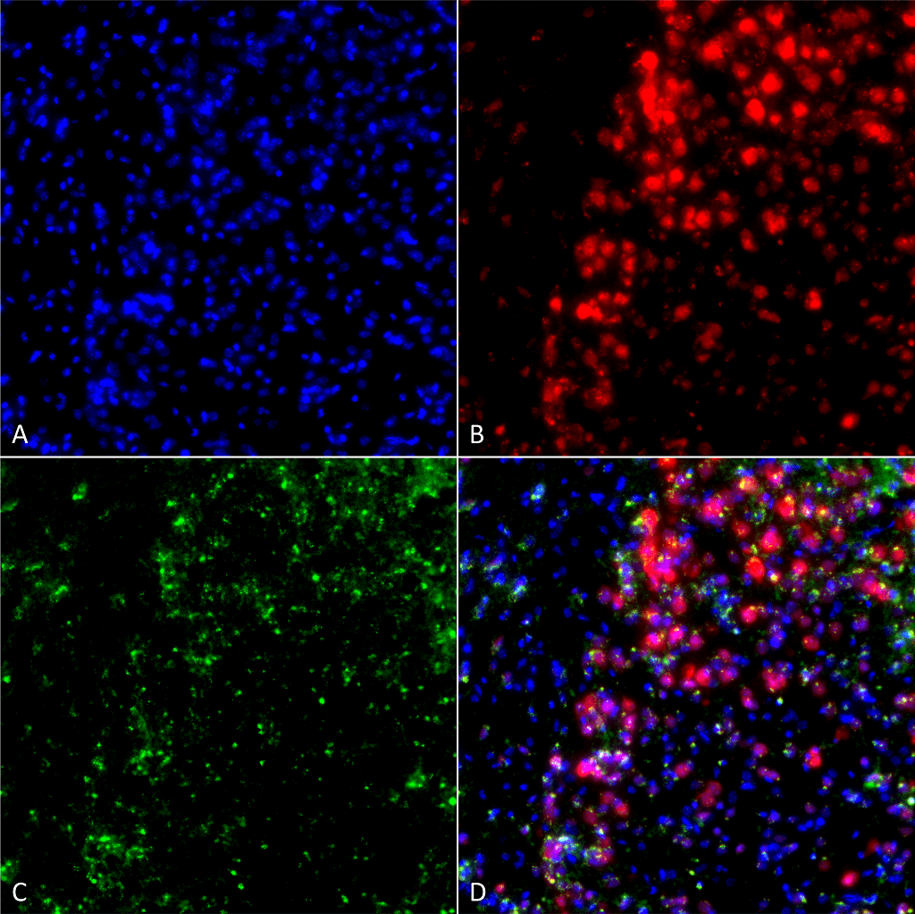 SNCA / Alpha-Synuclein Antibody (clone 3F8, APC)