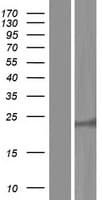 RAB15 Protein (Over-Expression Lysate Myc-DDK (Flag))