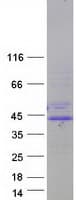 Human ARNT / HIF-1-Beta Protein (Recombinant Myc-DDK (Flag))