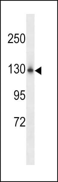 NCKAP1L Antibody (aa641-669)