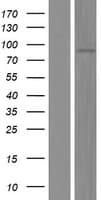 MEP1A / Meprin Alpha Protein (Over-Expression Lysate Myc-DDK (Flag))