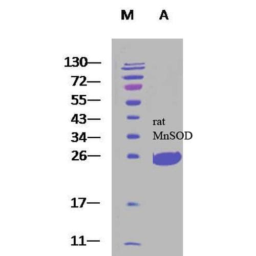 Rat SOD2 / Mn SOD Protein (Recombinant His)