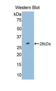 CD95 / FAS Antibody (aa30-252)