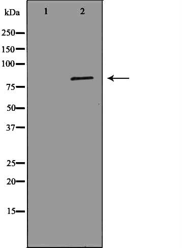 MCM7 Antibody