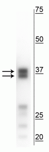 Polyclonal Chicken anti-Guinea pig ARG1 / Arginase 1 Antibody (IHC, WB)