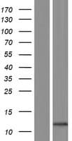 S100A2 Protein (Over-Expression Lysate Myc-DDK (Flag))