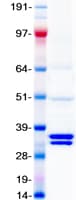 Human BDNF Protein (Recombinant Myc-DDK (Flag))