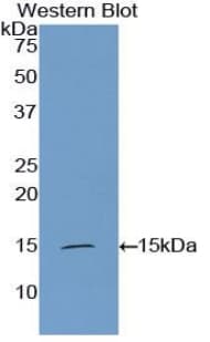 INHBA / Inhibin Beta A Antibody (aa309-424, Cy3)