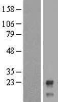 Human Ls127500 Protein (Over-Expression Lysate Myc-DDK (Flag))