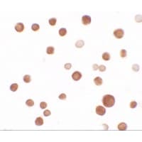 Polyclonal Rabbit anti-Human SAMSN1 Antibody (IHC, IF, WB)