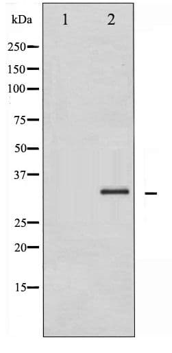 CASP3 / Caspase 3 Antibody (phospho-Ser150)