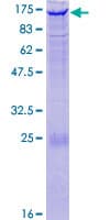 Human EPHA4 / EPH Receptor A4 Protein (Recombinant GST)