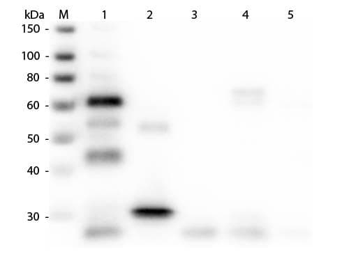 Goat Anti-Chicken IgY Secondary Antibody (TR)