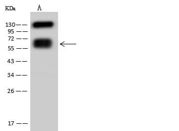 CD19 Antibody (clone 05, Preservative Free)