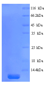 Guinea pig PSAP / Prosaposin Protein (Recombinant His)