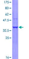 Human PDCD1 / CD279 / PD-1 Protein (Recombinant GST, N-terminus)